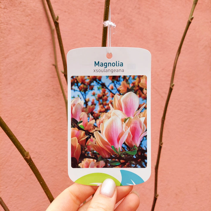 Magnolia Soulangeana