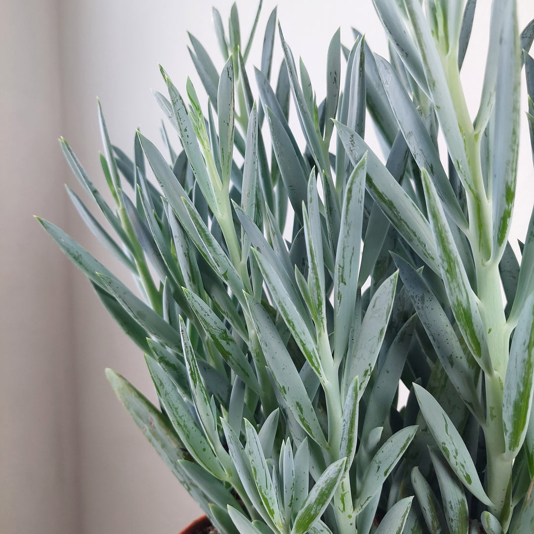 mount everest succulent Curio (Senecio) 'Mount Everest' – Blue Columnar Succulent Houseplant