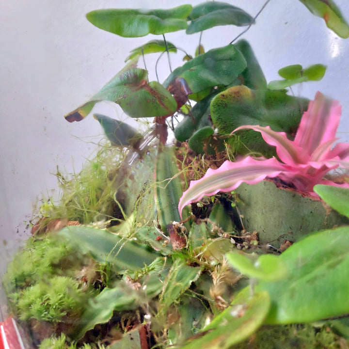 Plant.Studio 'Earth Star' Terrarium