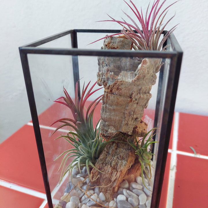 Plant.Studio Open-Air Plant Terrarium Lucky Dip – Mini Indoor Garden
