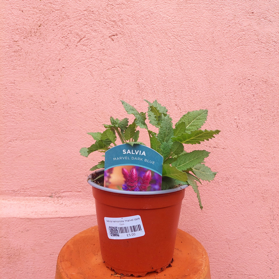 Salvia nemorosa ‘Marvel Dark Blue’ – Hardy Salvia (UK Grown)