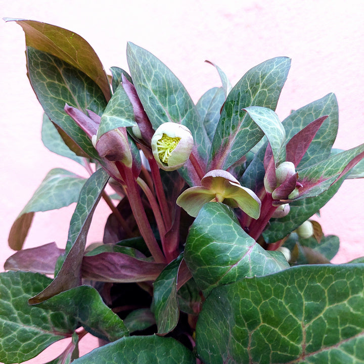 Helleborus special mix lucky dip