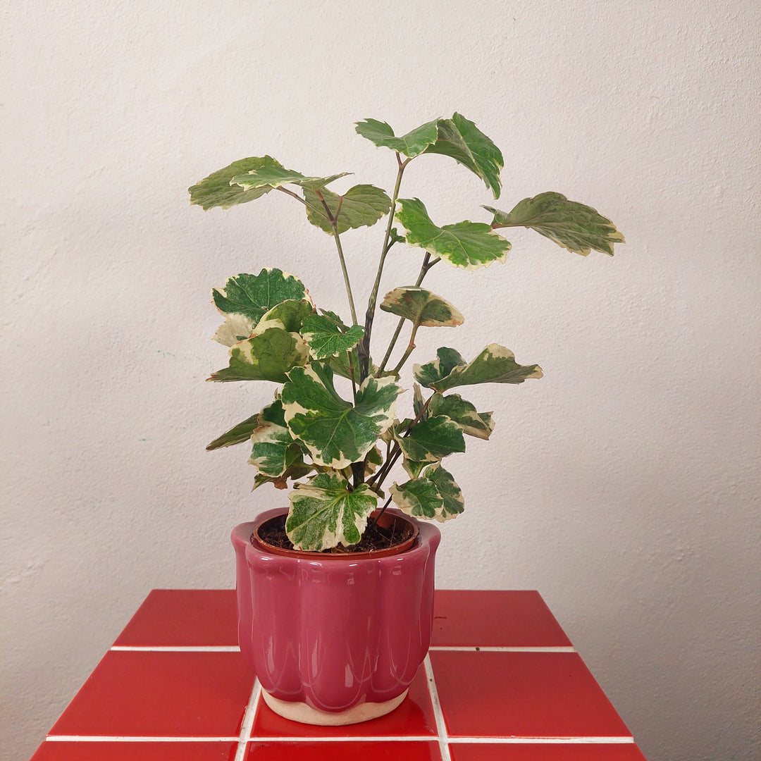 Scalloped Ceramic Plant Pot (Green or Burgundy)