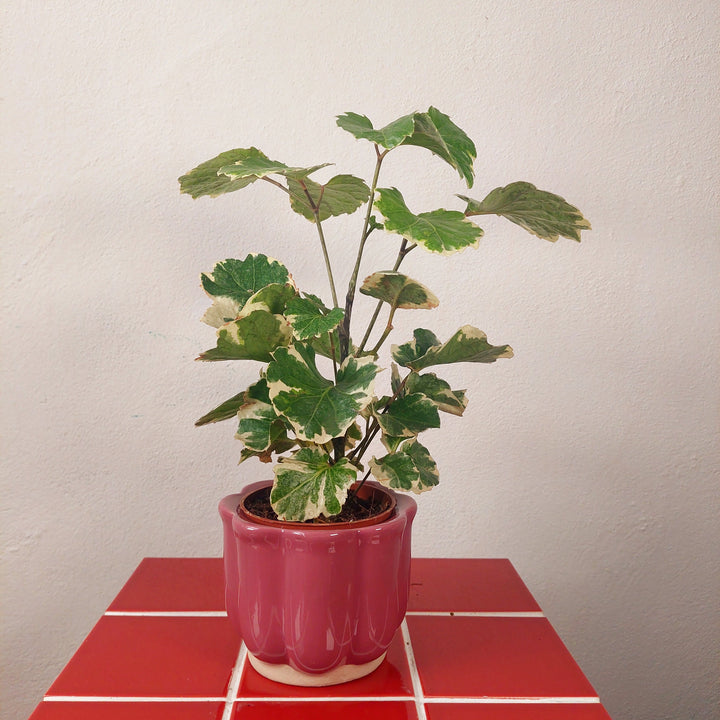 Scalloped Ceramic Plant Pot (Green or Burgundy)