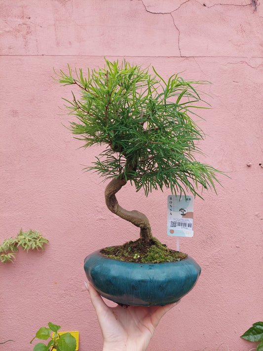 Bonsai Golden Larch – Pseudolarix amabilis