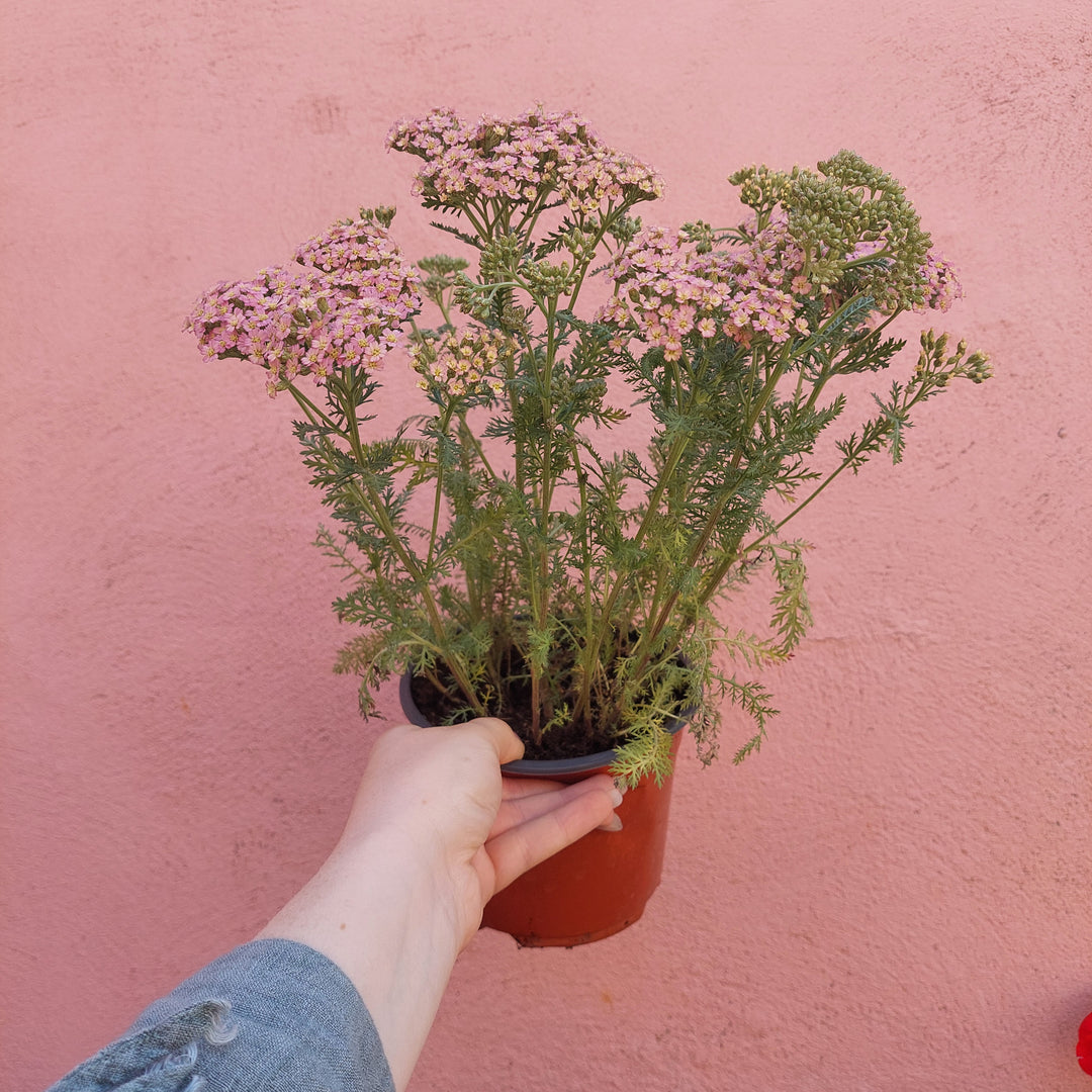 Achillea millefolium Pink – Yarrow