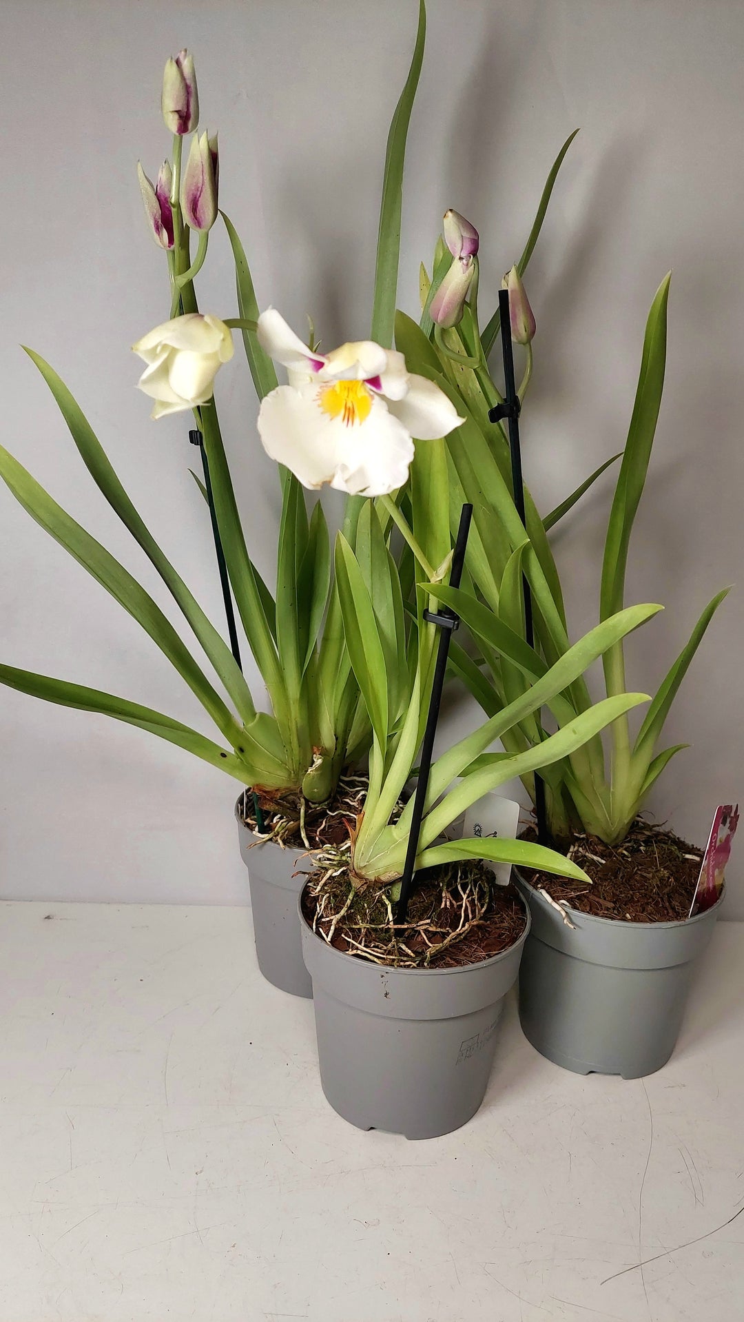 Miltoniopsis Orchid Mix