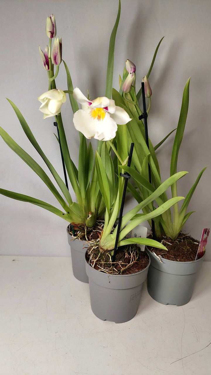 Miltoniopsis Orchid Mix