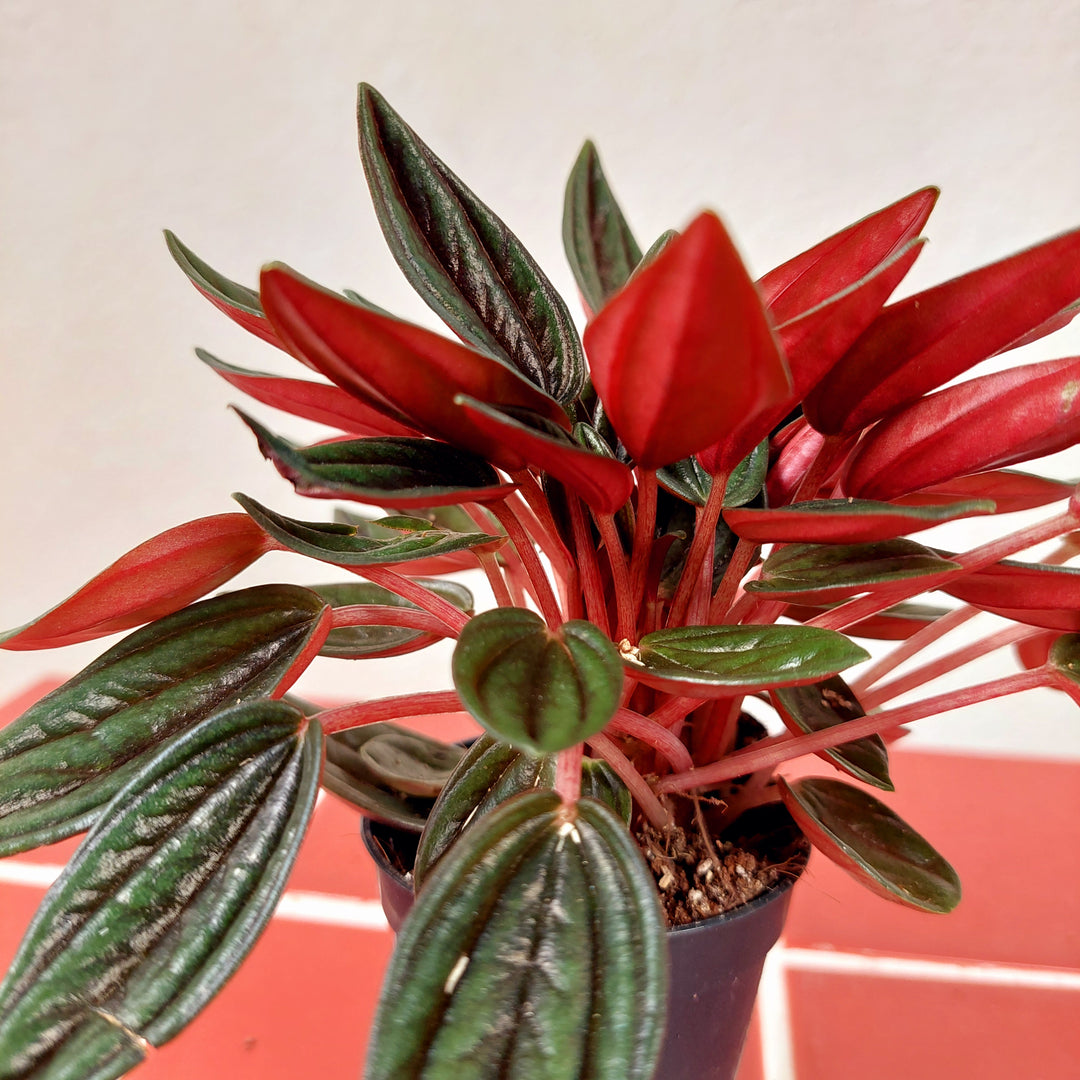 Peperomia caperata ‘Rosso’ -  Ripple Leaf Peperomia