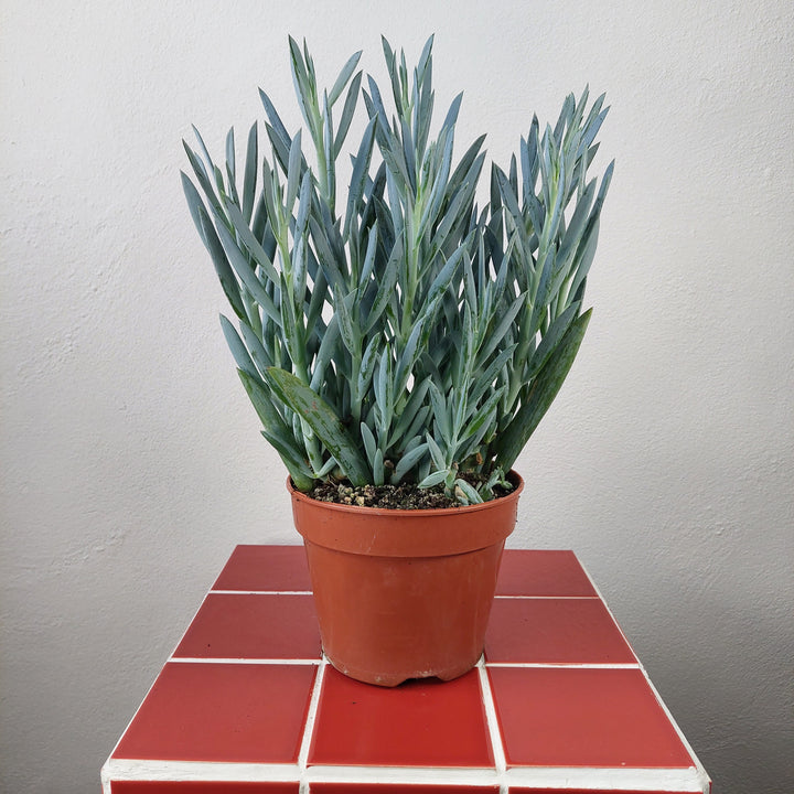 Senecio Ficoides-Curio Mt Everest