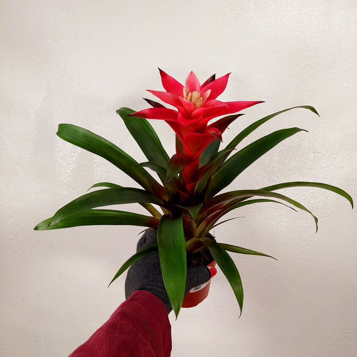 Guzmania ‘Libby’ – Scarlet Star Bromeliad
