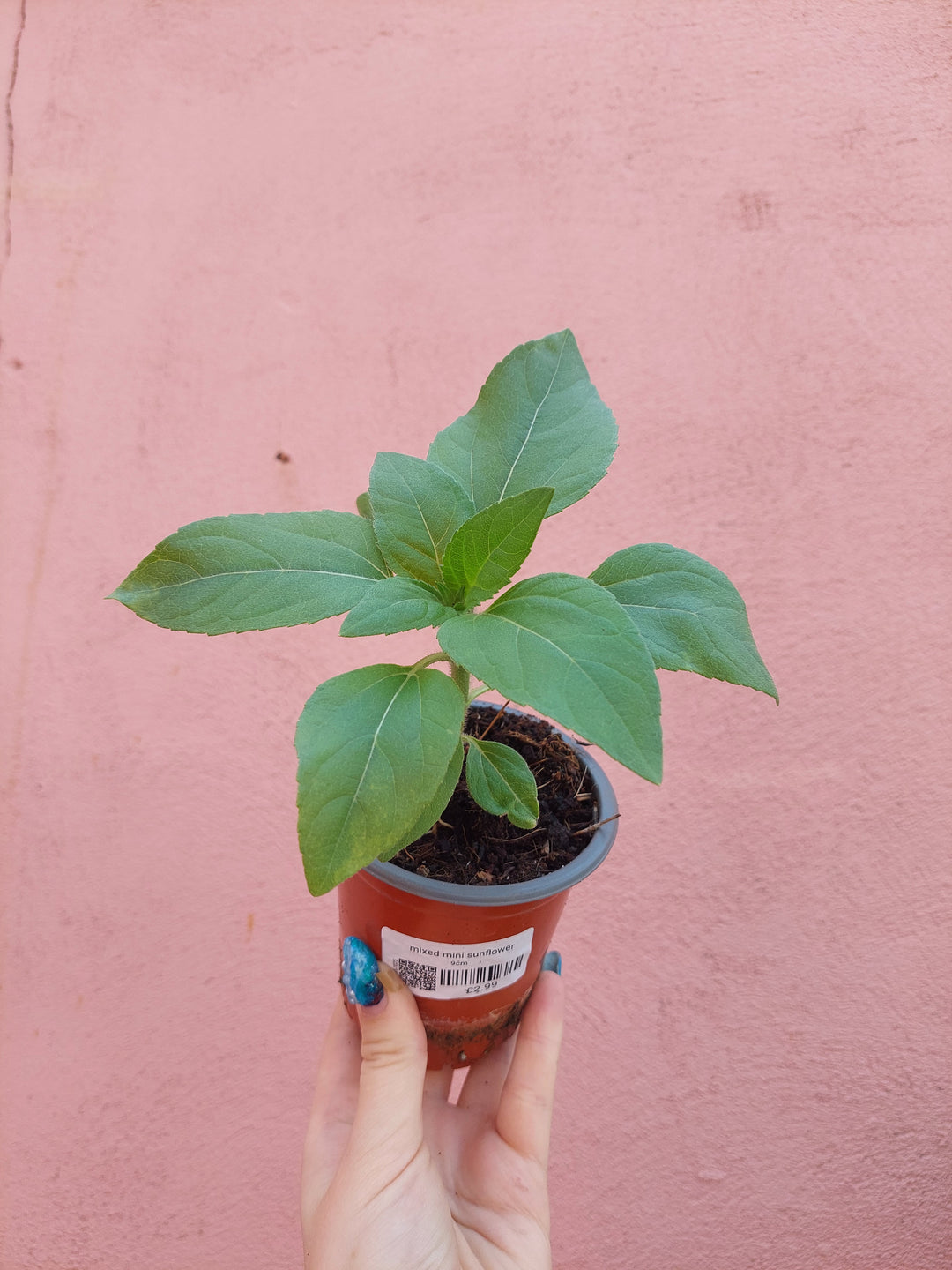Mixed Mini Sunflower