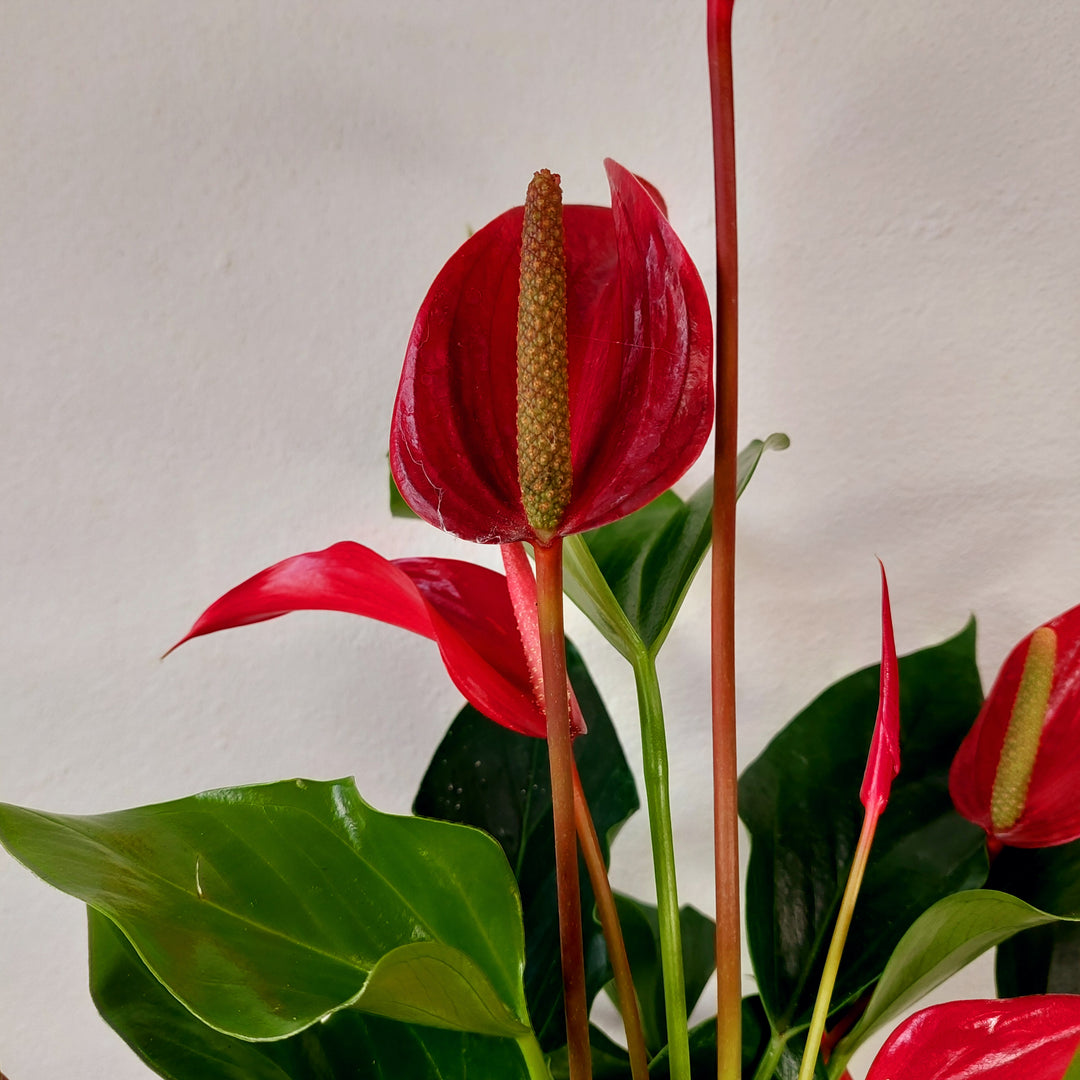anthurium rolorante Anthurium 'Banderola Roja' – Red Flamingo Flower | Tropical Indoor Plant