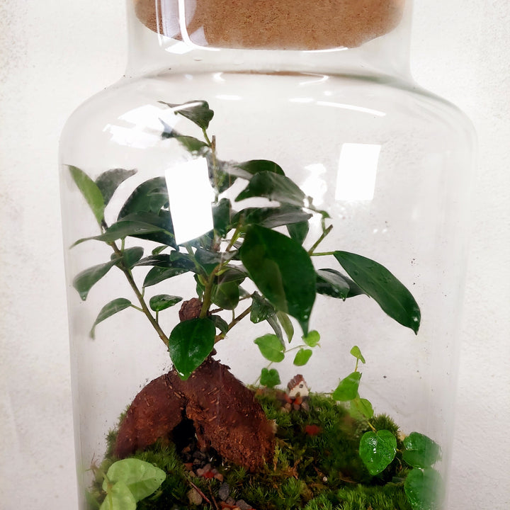 Plant.Studio 'Borrowers' Terrarium
