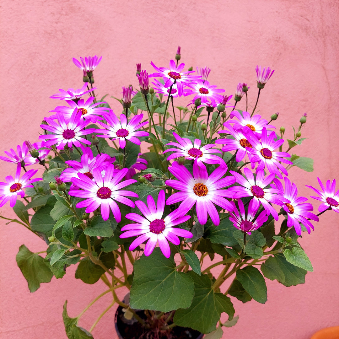 cineraria indoor plant Cineraria 'Senetti' UK Grown