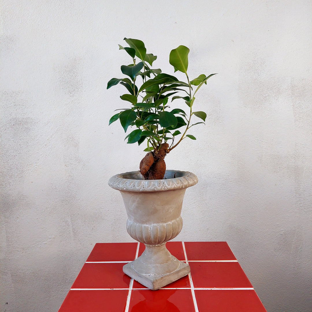 Zelbio Coupe cement urn