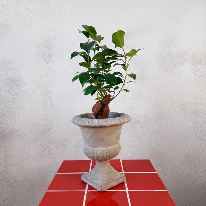 Zelbio Coupe cement urn