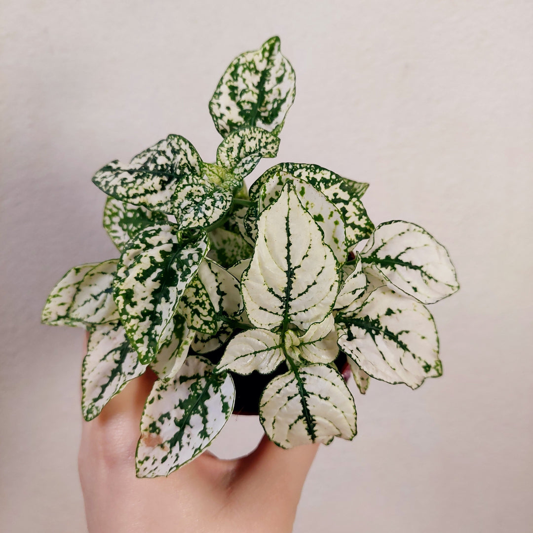 hypoestes indoor plant care Hypoestes – Polka Dot Plant