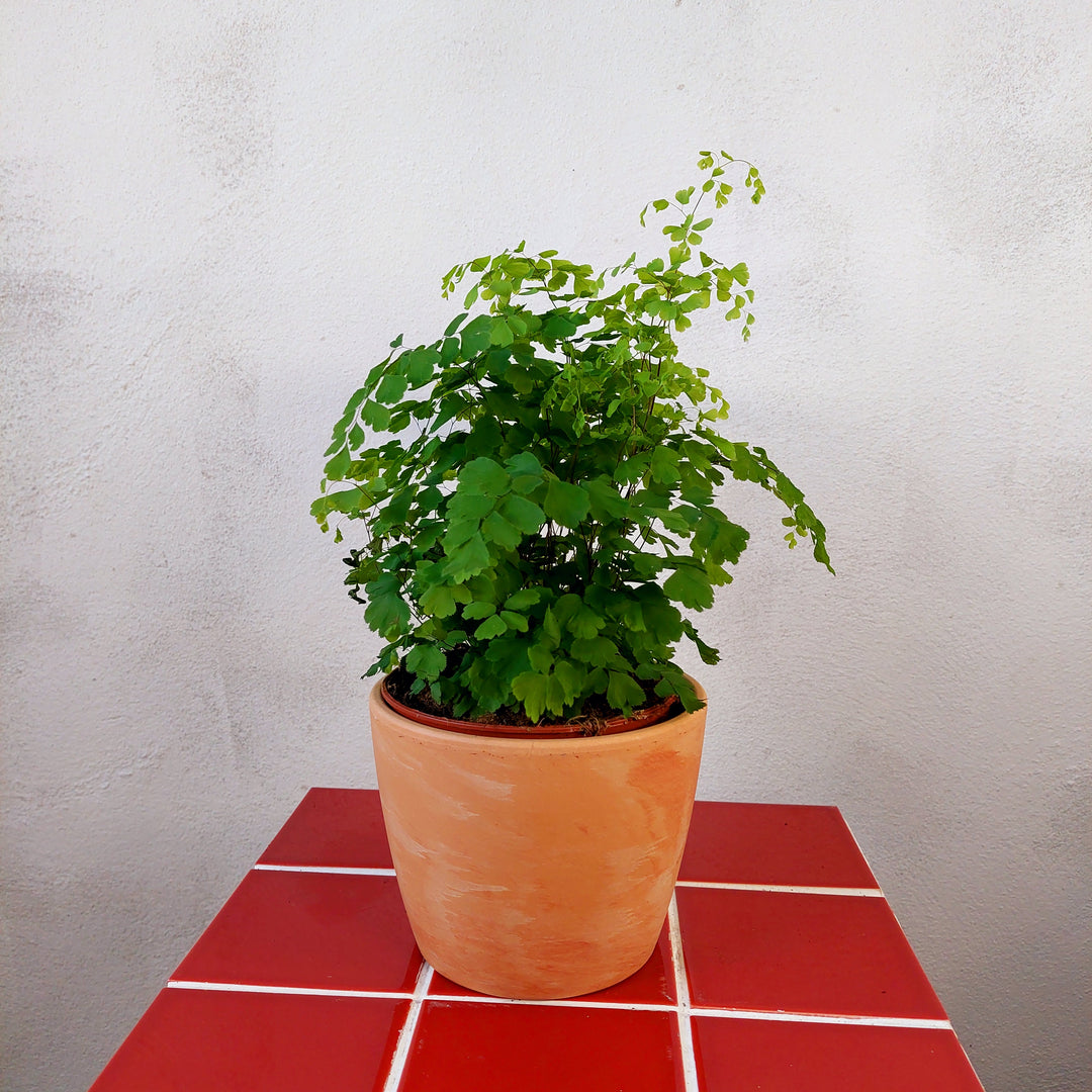 Natural wash terracotta pot