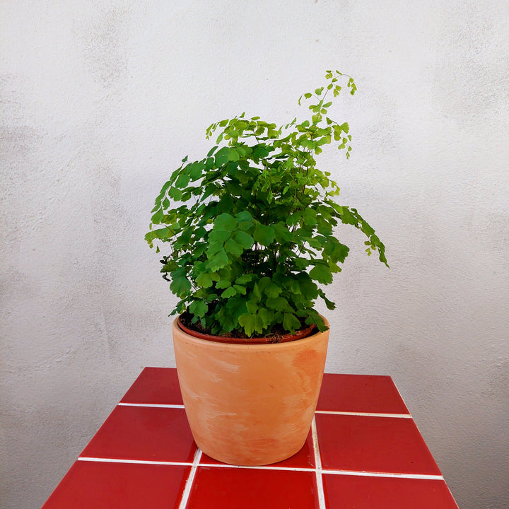 Natural wash terracotta pot