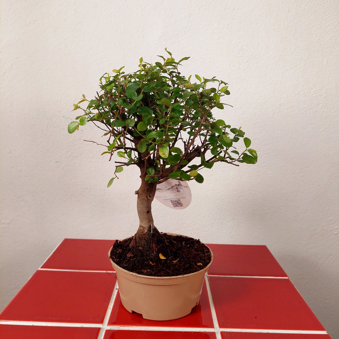 Indoor Bonsai Mix Ø11cm – Nursery Pot