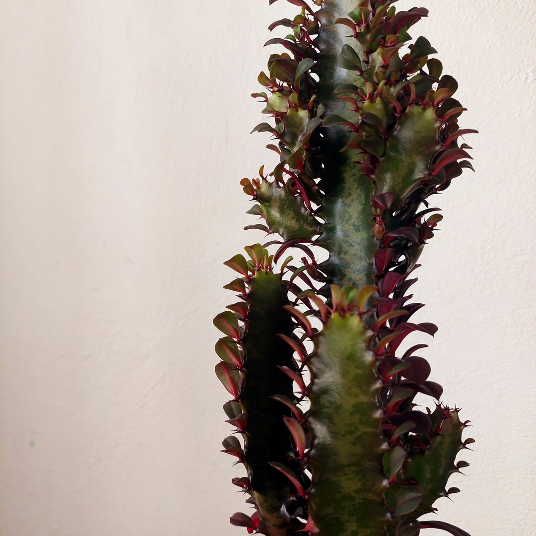 Euphorbia Trigona  Rubra