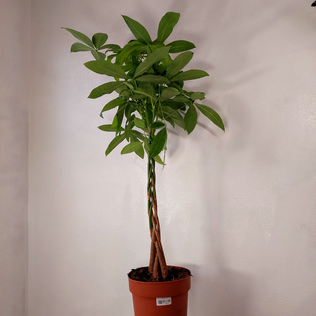 Pachira aquatica - Money Tree