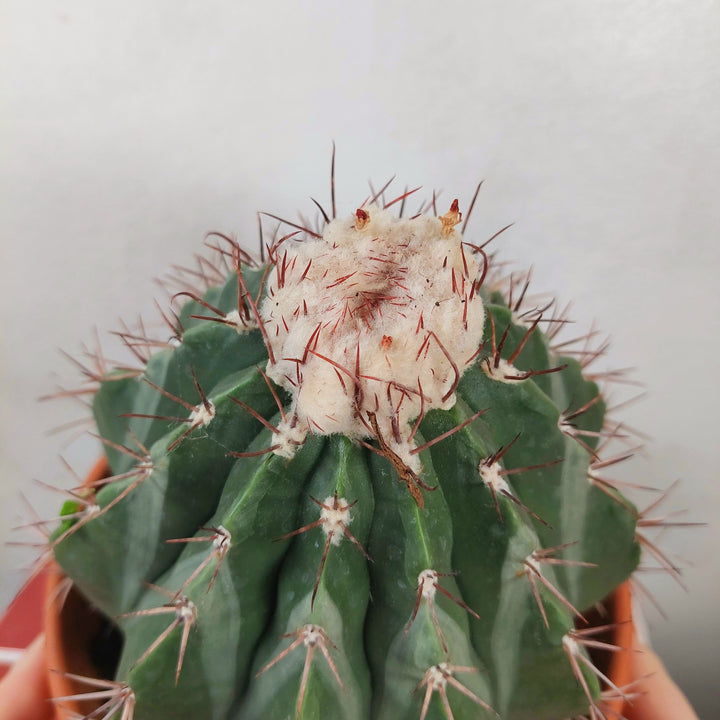 Melocactus maxonii ‘Inermis’ – Spineless Turk’s Cap Cactus In Terracotta