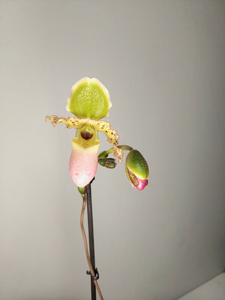Paphiopedilum ‘Pinocchio’ - Lady’s Slipper Orchid-Venus Slipper