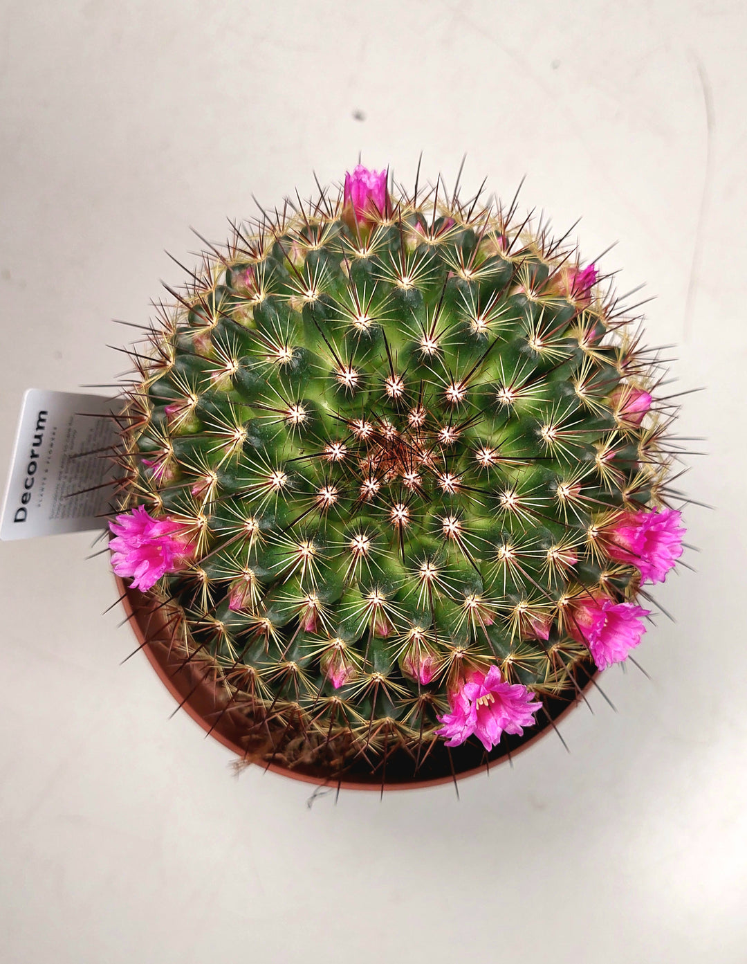 Mammillaria Spinosissima -spiny pincushion cactus