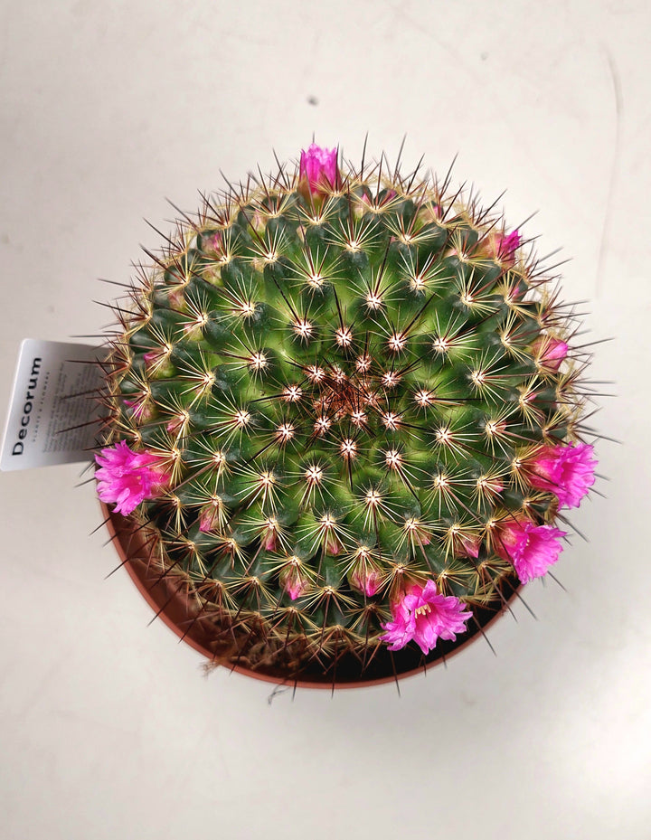 Mammillaria Spinosissima -spiny pincushion cactus