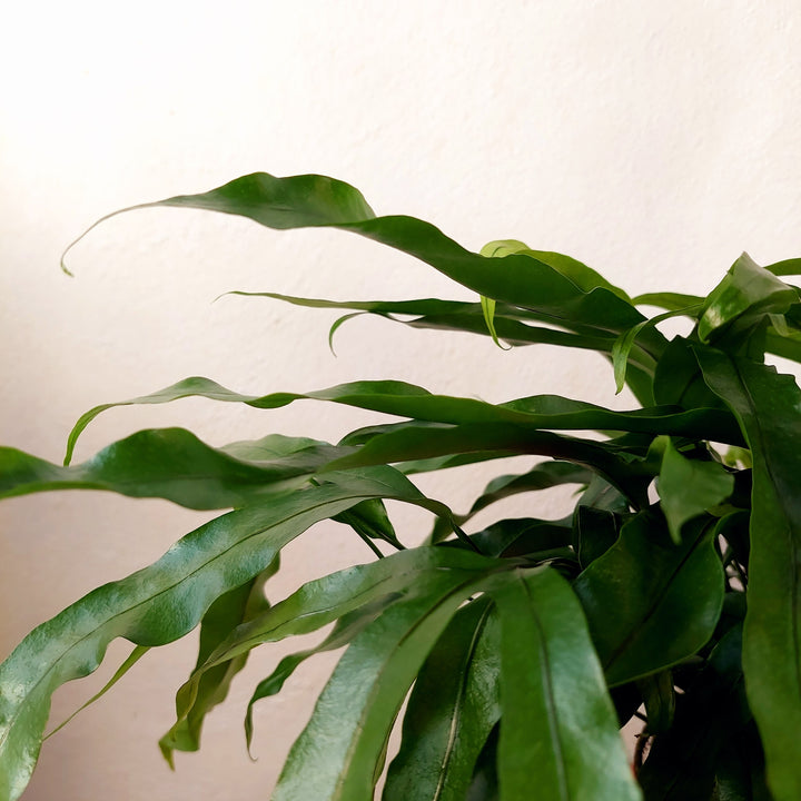 Microsorum diversifolium - Kangaroo Paw Fern