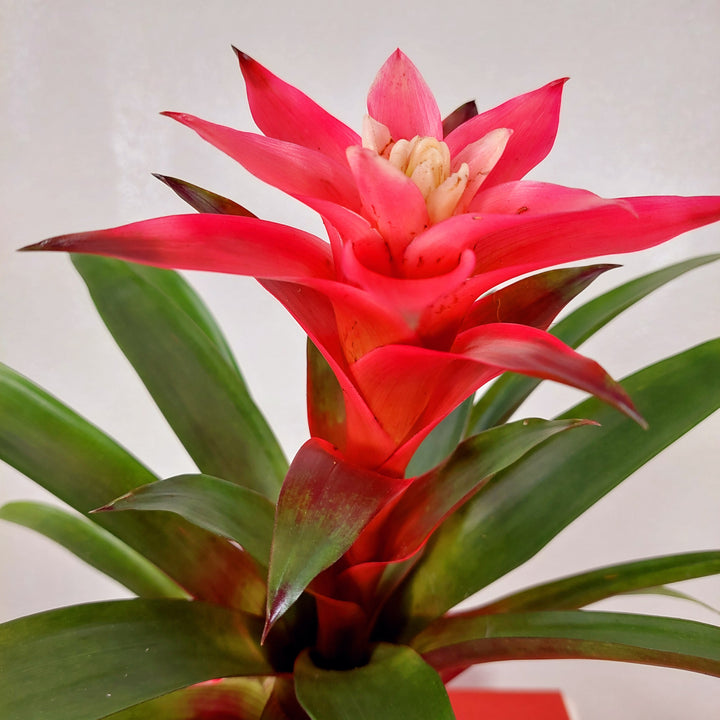 Guzmania ‘Libby’ – Scarlet Star Bromeliad