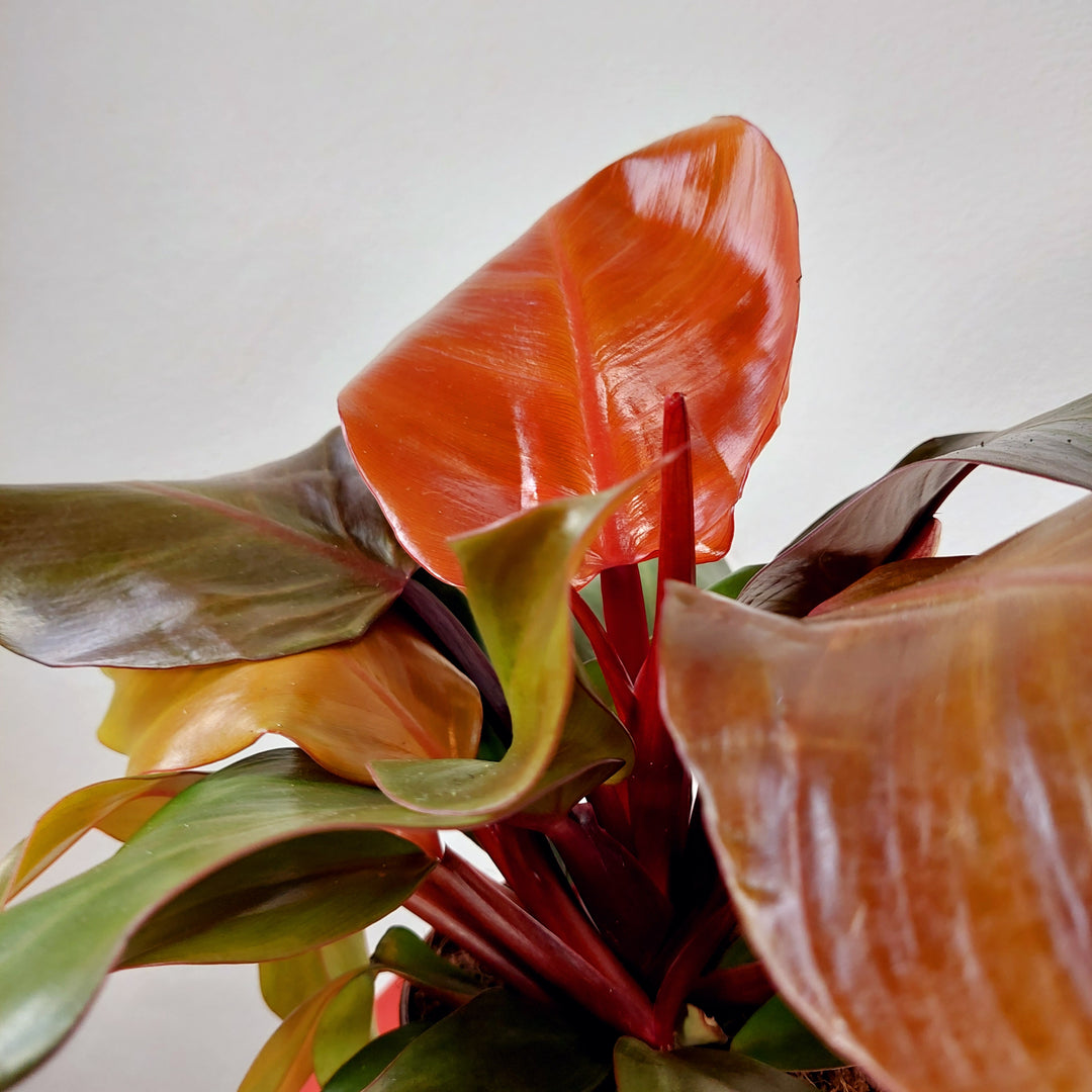Philodendron 'Sunlight'
