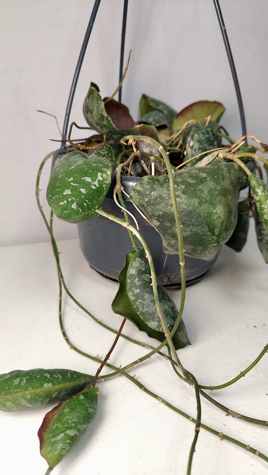 Hoya Imbricata