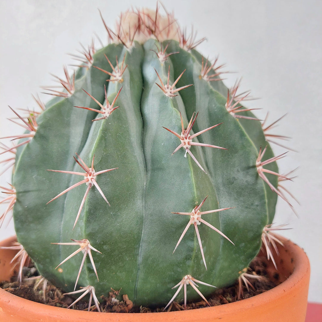 Melocactus maxonii ‘Inermis’ – Spineless Turk’s Cap Cactus In Terracotta
