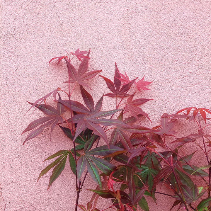 Acer palmatum 'Atropurpureum' - Japanese maple