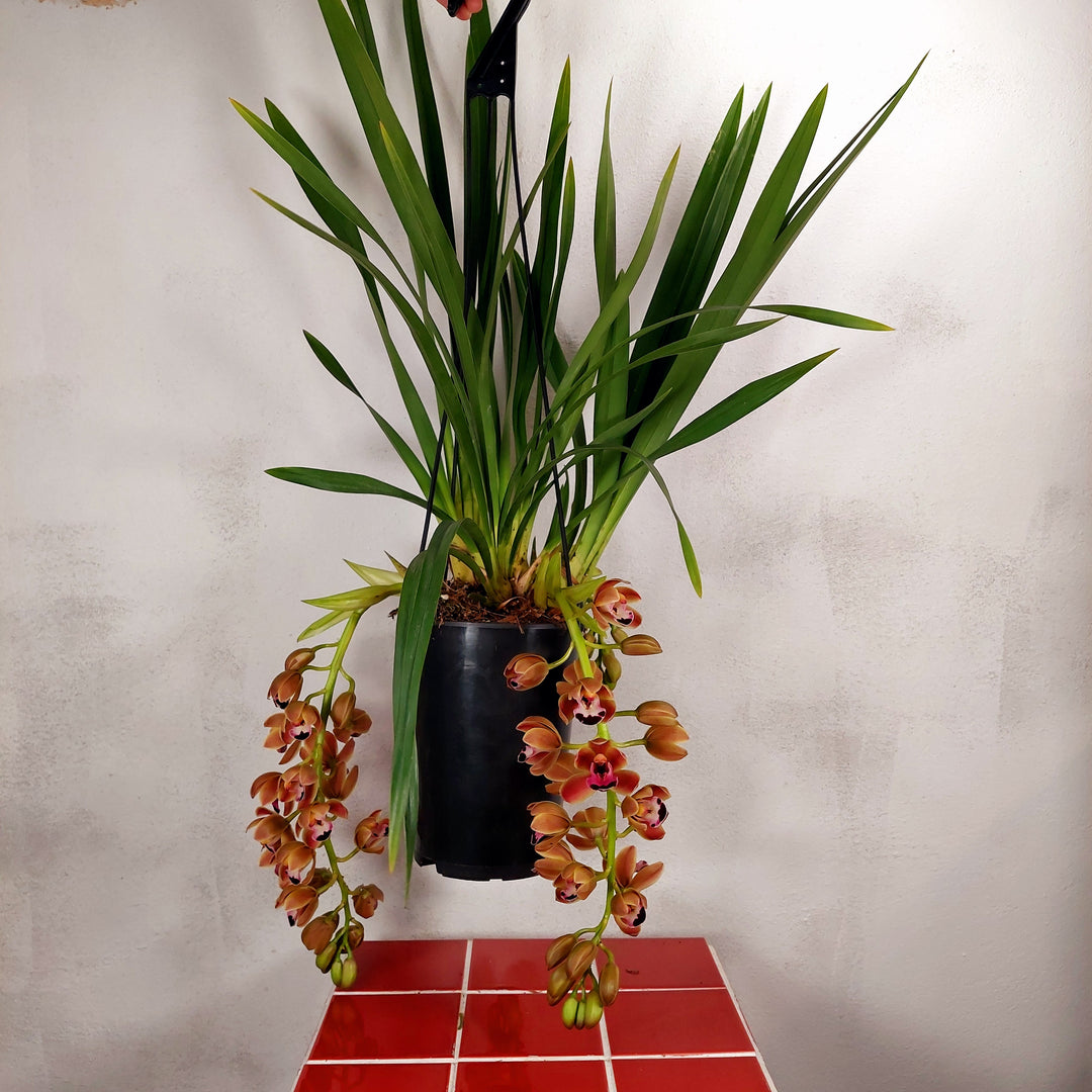 Cymbidium ‘Novia’ - boat orchid