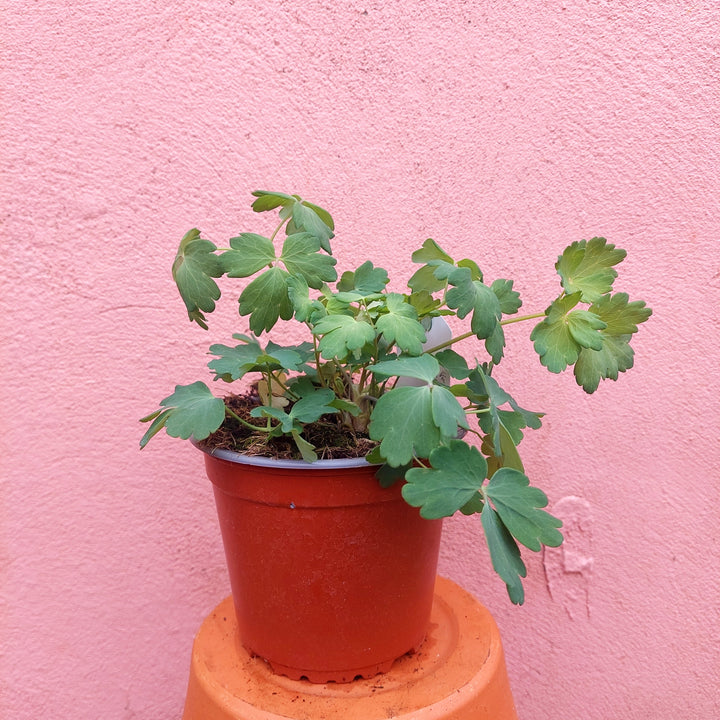 Aquilegia Lucky Dip- UK grown
