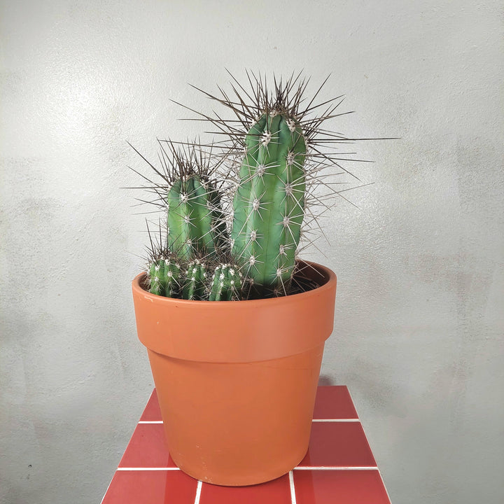 Stetsonia coryne (Toothpick Cactus) in Terracotta