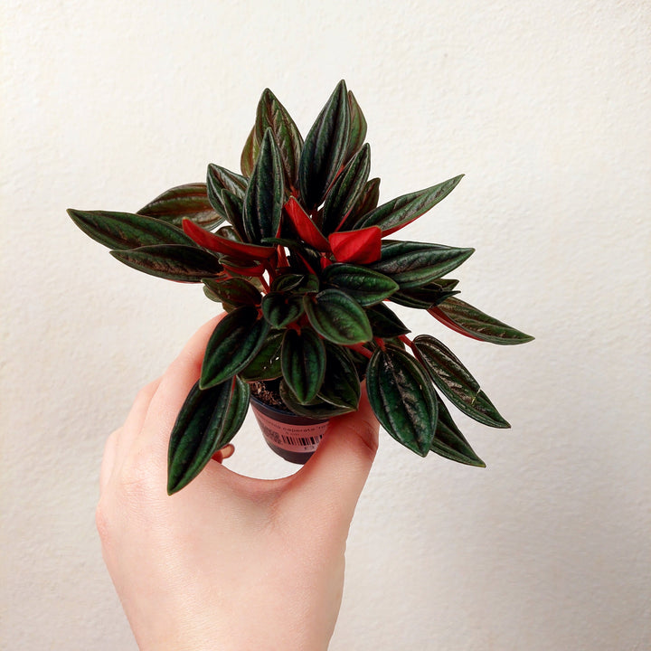 Peperomia caperata ‘Rosso’ -  Ripple Leaf Peperomia
