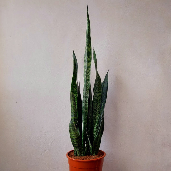 Sansevieria zeylanica -Snake Plant