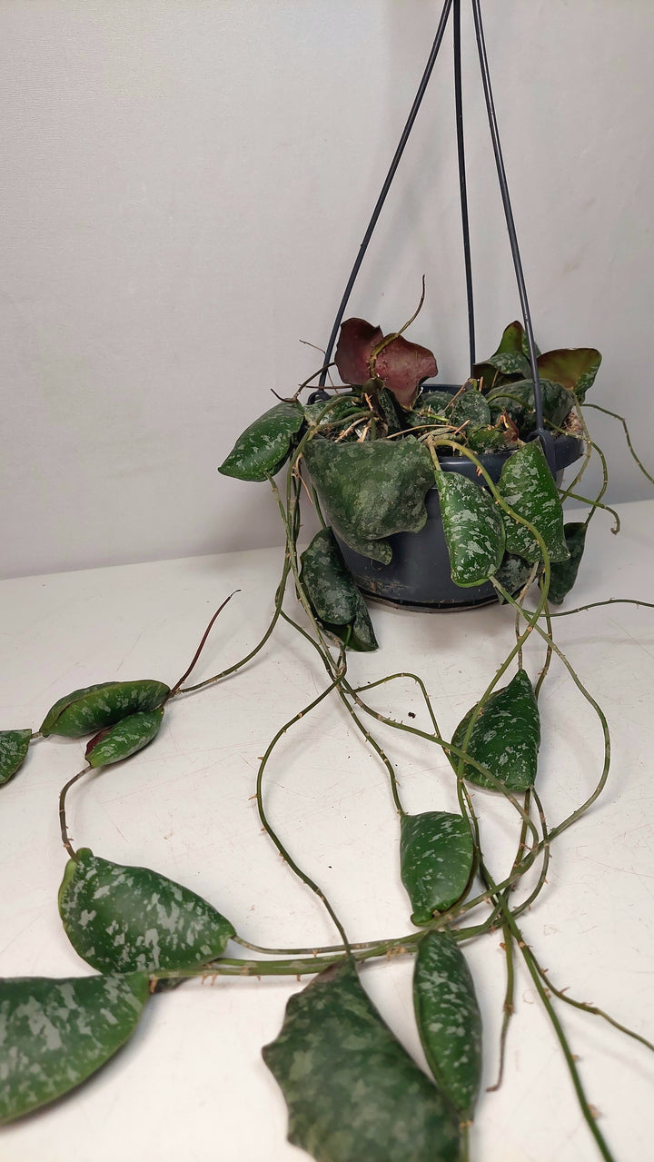 Hoya Imbricata
