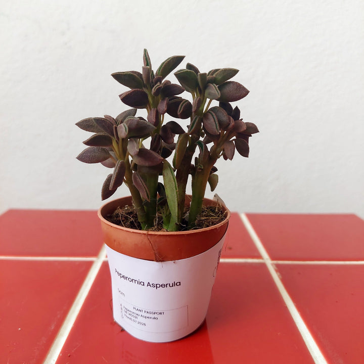 Peperomia Asperula
