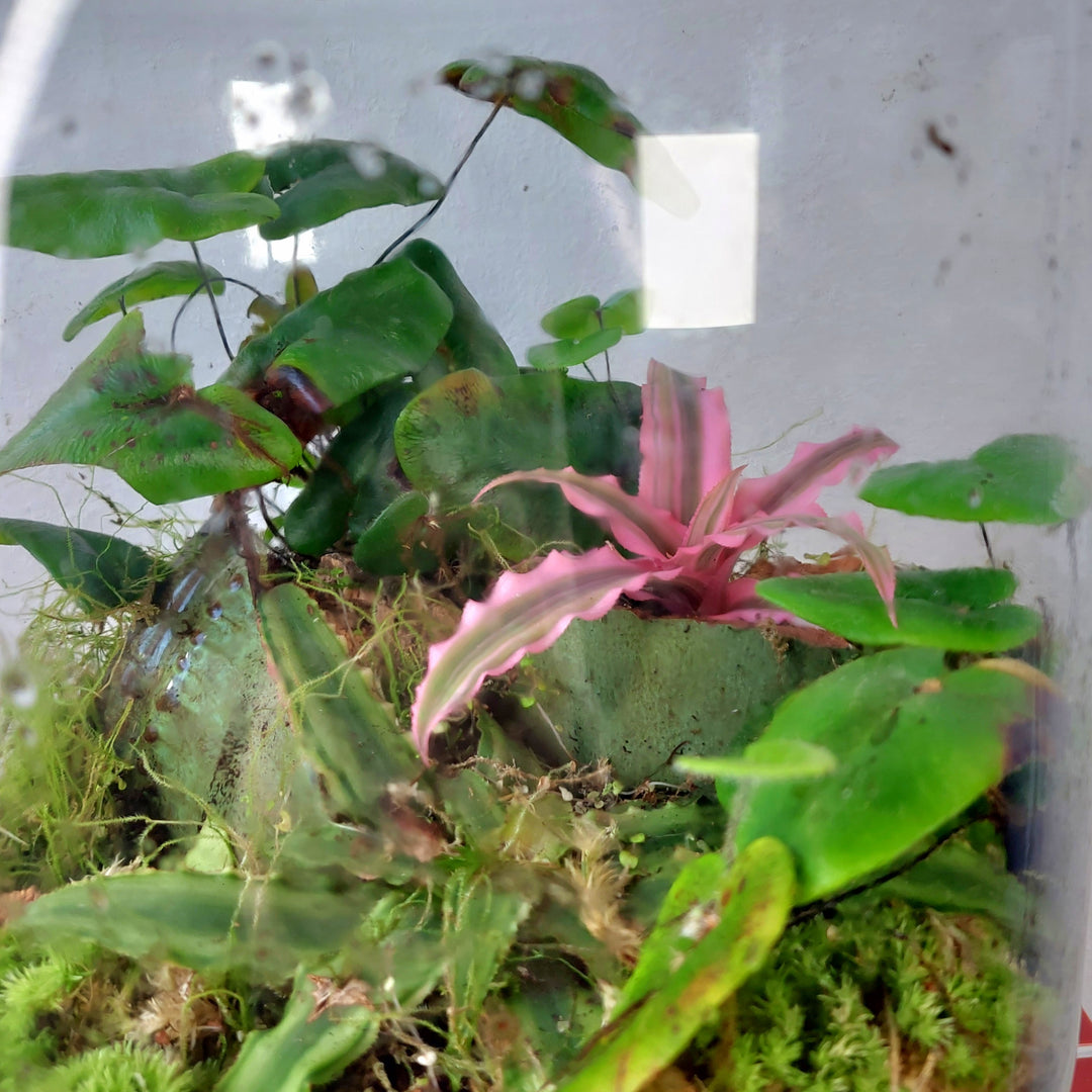 Plant.Studio 'Earth Star' Terrarium
