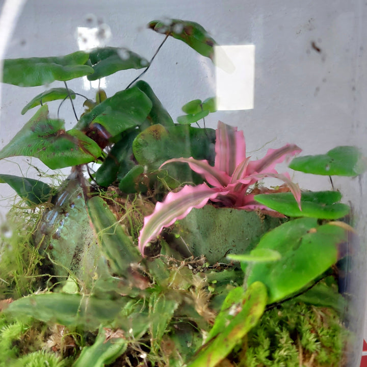 Plant.Studio 'Earth Star' Terrarium