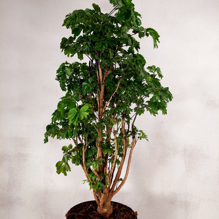 Polyscias ‘Roble’ (Aralia Roble)