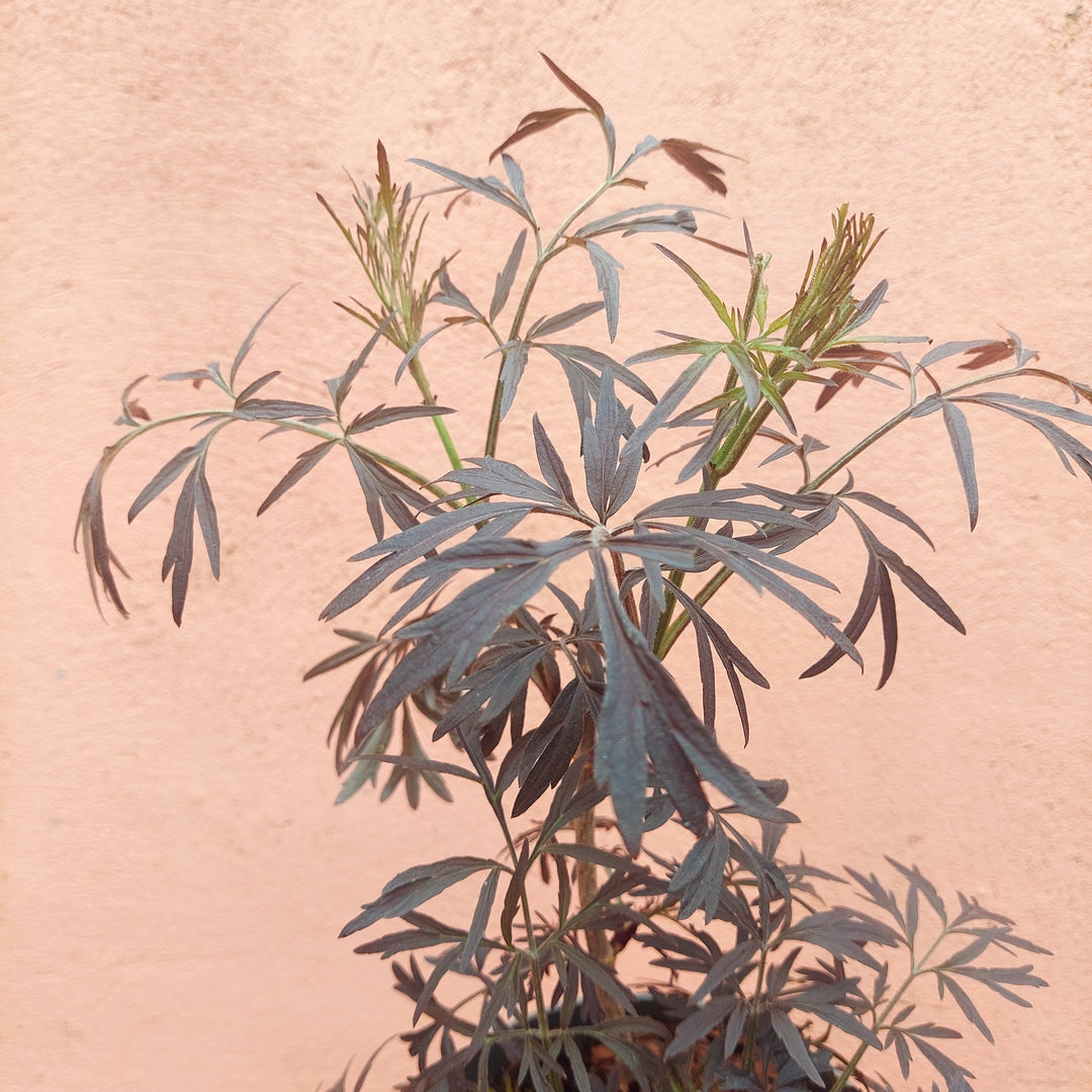 Sambucus nigra 'Black Lace' - Black Elder