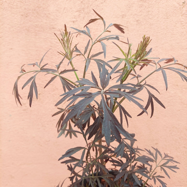 Sambucus nigra 'Black Lace' - Black Elder