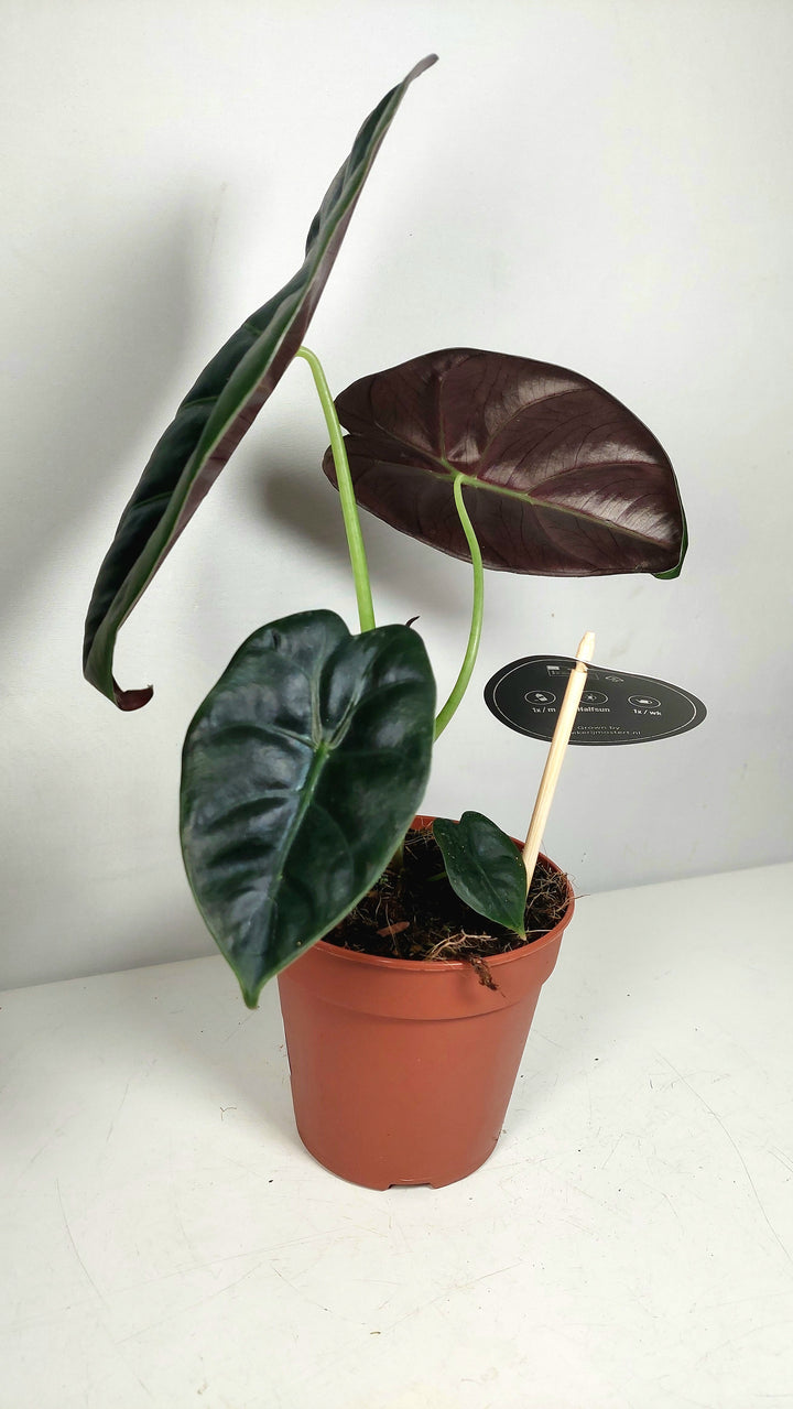 Alocasia golden bone